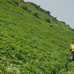 Lomas de Lima protegidas con creación de Área de Conservación Regional